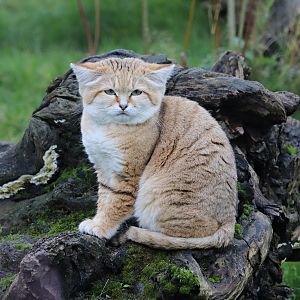Arabian sand cat (Felis margarita harrisoni)