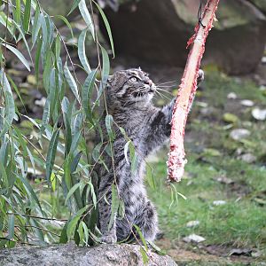 Fishing cat (Prionailurus viverrinus)