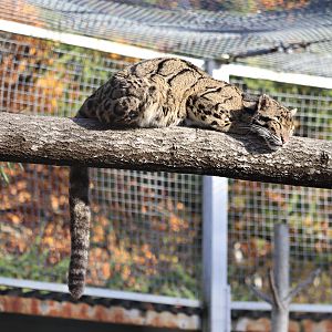 Indochinese clouded leopard (Neofelis nebulosa nebulosa)