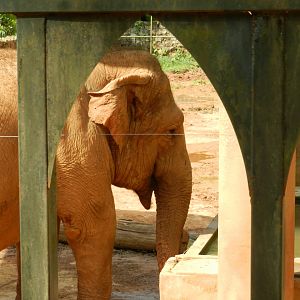 "Serva", the asian elephant - Zoo São Paulo