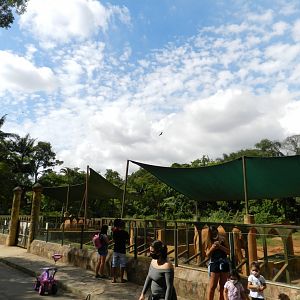 Asian elephant exhibit - Zoo São Paulo