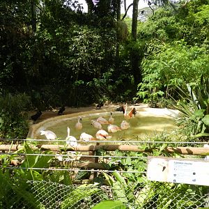 Flamingo lake - Zoo São Paulo