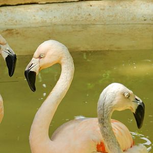 Chilean flamingos - Zoo São Paulo
