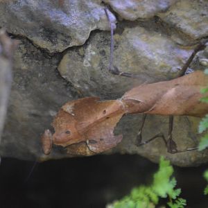 Deroplatys desiccata