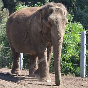 Elephas maximus (maximus?)