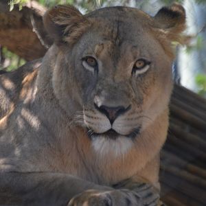 Panthera leo melanochaita