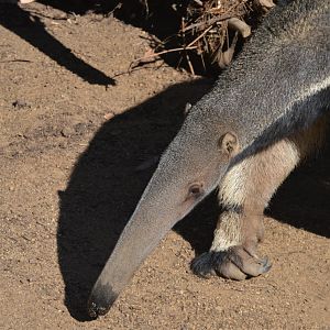 Myrmecophaga tridactyla