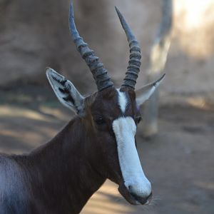 Damaliscus pygargus pygargus