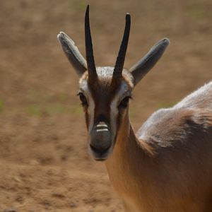 Gazella spekei