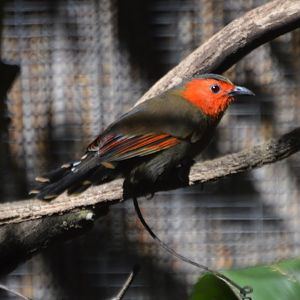 Liocichla phoenicea