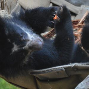 Tremarctos ornatus "Agapito"