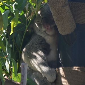 A sleepy Phascolarctos cinereus adustus