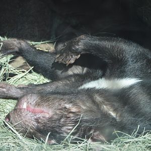 Sarcophilus harrisii doing sleep yoga apparently