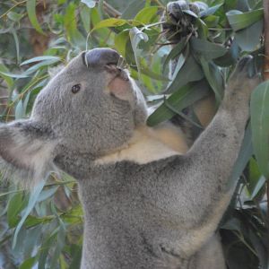 A hungry Phascolarctos cinereus adustus