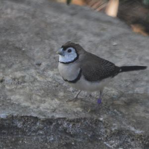 Taeniopygia bichenovii