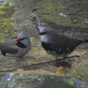 Poephila acuticauda and Stagonopleura guttata