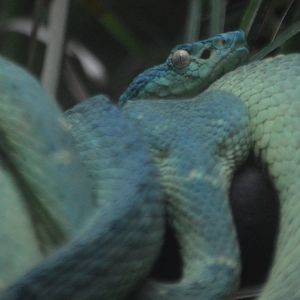 Bothriechis lateralis