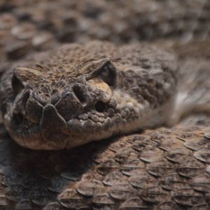 Crotalus atrox