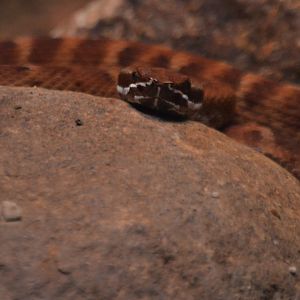 Crotalus willardi amabilis