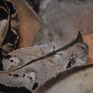 Bitis gabonica