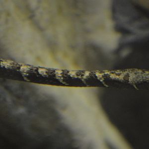 Erpeton tentaculatum