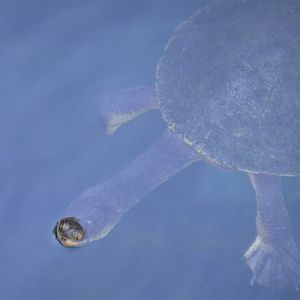 Chelodina parkeri
