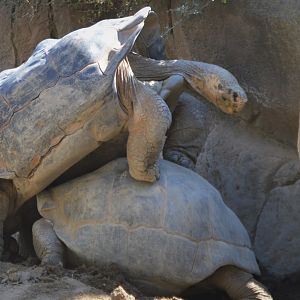 Chelonoidis guentheri backwards mating attempt
