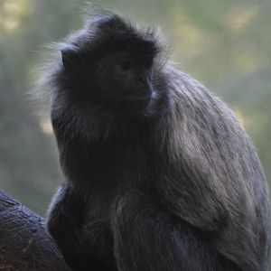 Trachypithecus cristatus