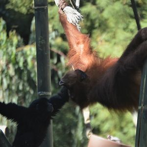 Pongo abelii "Aisha" and Symphalangus syndactylus "Sela"