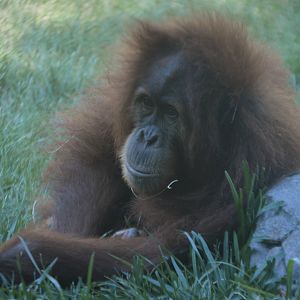 Pongo abelii "Aisha"