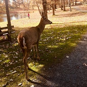 Free-ranging White-tailed deer