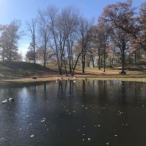 Waterfowl pond