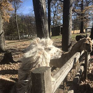 Alpaca