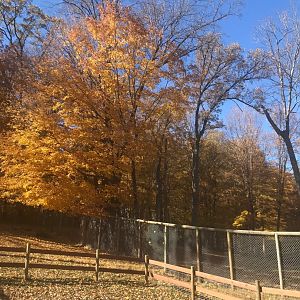 Fencing near cougar exhibit