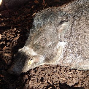Islands - Visayan warty pig 071020