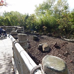 Islands - Visayan warty pig enclosure 071020