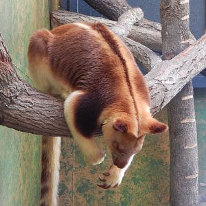 Islands - Goodfellow's tree kangaroo 071020