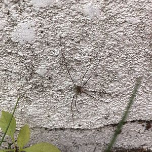 European harvestman.