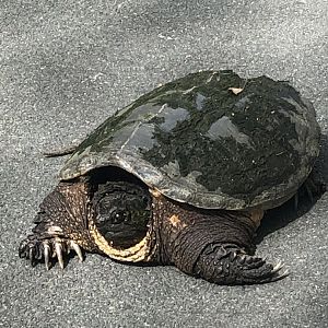 Common snapping turtle