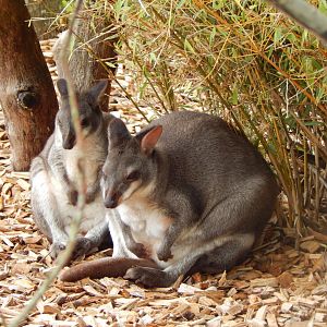Islands - Dusky pademelons 071020
