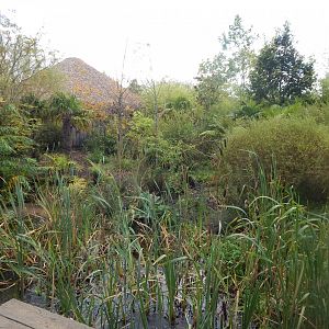 Islands - Southern cassowary enclosure 071020