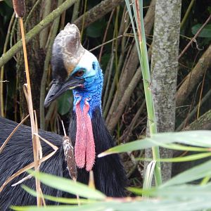 Islands - Southern cassowary 071020