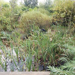 Islands - Southern cassowary enclosure 071020