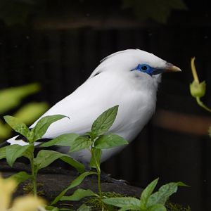 Islands - Bali myna 071020