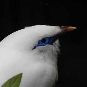 Islands - Bali myna 071020
