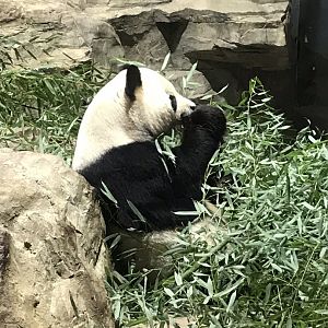 Giant Panda