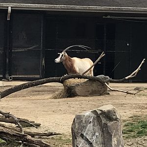 Scimitar-Horned Oryx