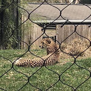 Cheetah