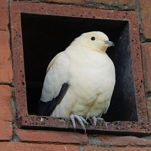 Islands - Pied imperial-pigeon 071020