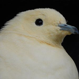 Islands - Pied imperial-pigeon 071020